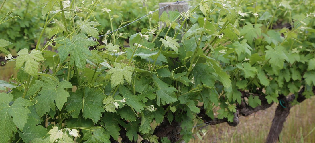 Blewitt Springs Co. vines